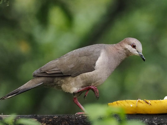 WEISSSTIRNTAUBE, WHITE-TIPPED DOVE - LEPTOTILA VERREAUXI