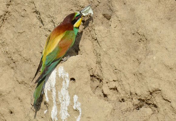 BIENENFRESSER, EUROPEAN BEE-EATER, MEROPS APIASTER