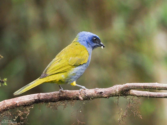 Blaukappen-Tangare, Blue-capped Tanager - Thraupis cyanocephala