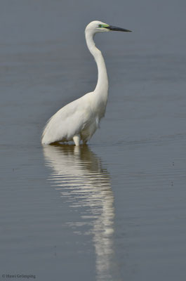 SILBERREIHER, GREAT EGRET, EGRETTA ALBA