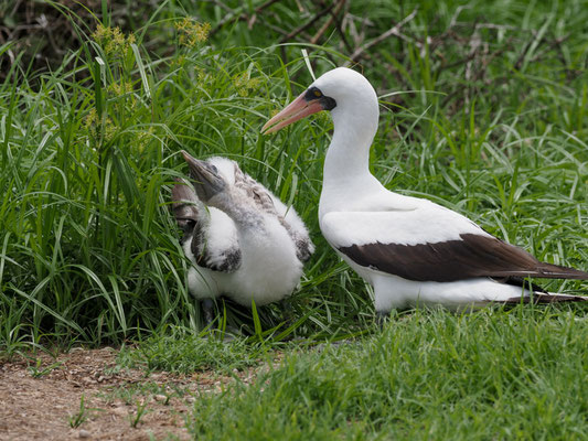NAZCATÖLPEL, NAZCA BOOBY - SULA GRANTI