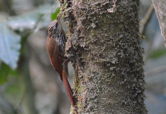 LANZETTSTRICHEL-BAUMSTEIGER, STREAK-HEADED WOODCREEPR, LEPIDOCOLAPTES SOULEYETII
