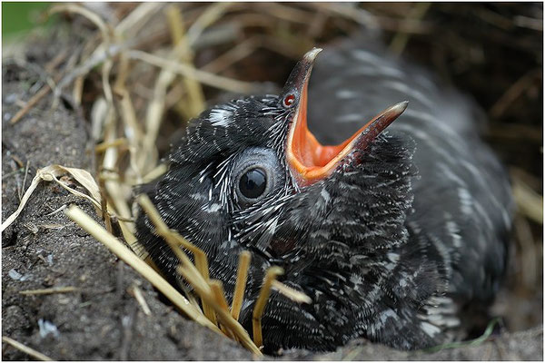 KUCKUCK, COCKOO, CUCULUS CANORUS