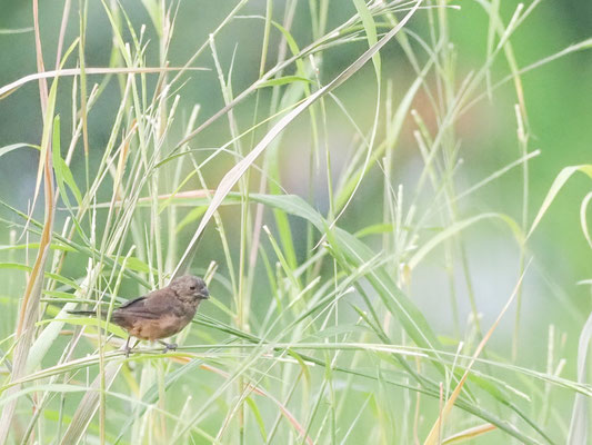 Braunbauchspelzer, Chestnut-bellied Seed-Finch - Sporophila angolensis