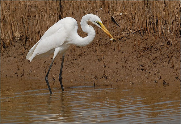 SILBERREIHER, GREAT WHITE EGRET, EGRETTA ALBA