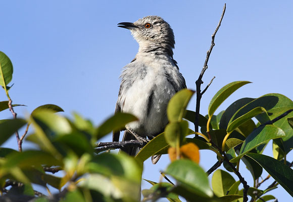 Campos-Spottdrossel, Chalk-browed mockingbird, Mimus saturninus
