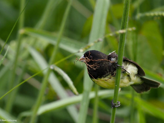 GELBBAUCHPFÄFFCHEN, YELLOW-BELLIED SEEDEATER - SPOROPHILA NIGRICOLLIS