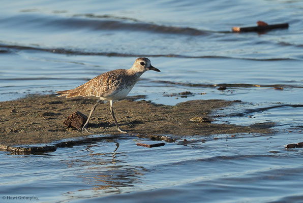 KIEBITZREGENPFEIFER, BLACK-BELLIED PLOVER, PLUVIALIS SQUATAROLA