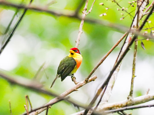 Goldbrustbartvogel, Lemon-throated Barbet - Eubucco richardsoni