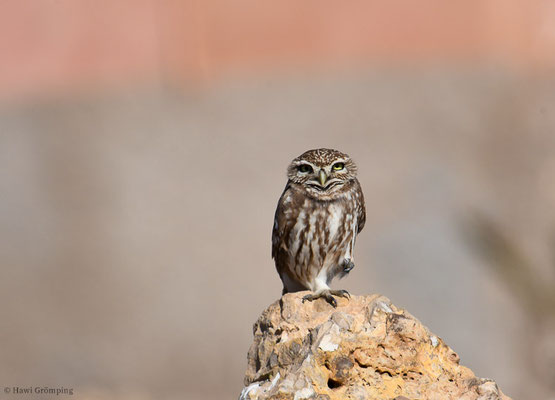 STEINKAUZ, LITTLE OWL, ATHENE NOCTUA