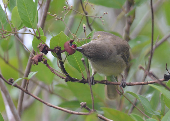BLANFORDBÜLBÜL, STREAK-EARED BULBUL, PYCNONOTUS BLANFORDI