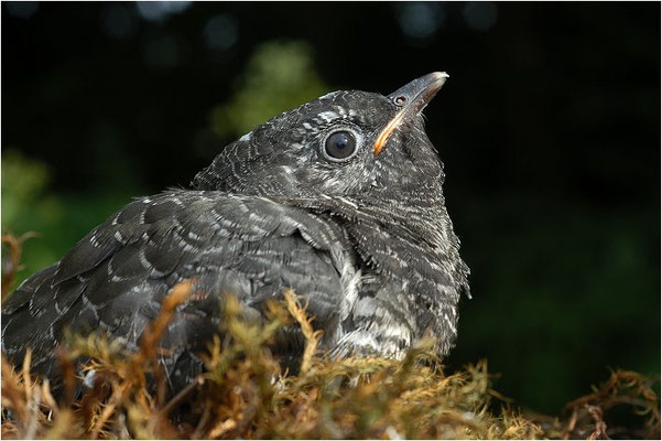 KUCKUCK, COCKOO, CUCULUS CANORUS