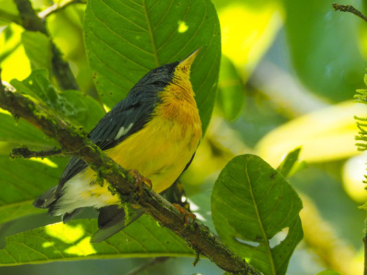 ELFENWALDSÄNGER, TROPICAL PARULA -SETOPHAGA PITIAYUMI