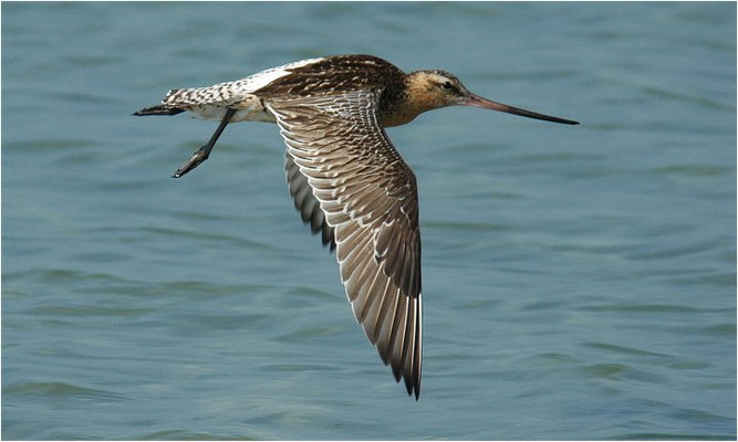 PFUHLSCHNEPFE, BAR-TAILED GODWIT, LIMOSA LAPPONICA