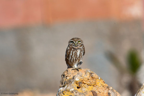 STEINKAUZ, LITTLE OWL, ATHENE NOCTUA