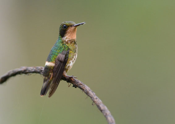 SCHWARZSCHOPFELFE, BLACK-CRESTED COQUETTE, LOPHORNIS HELENAE