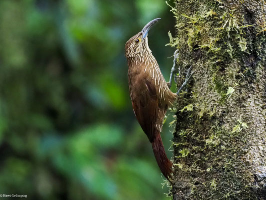 STARKSCHNABEL-BAUMSTEIGER, STRONG-BILLED WOODCREEPER - XIPHOCOLAPTES  PROMEROPIRHYNCHUS