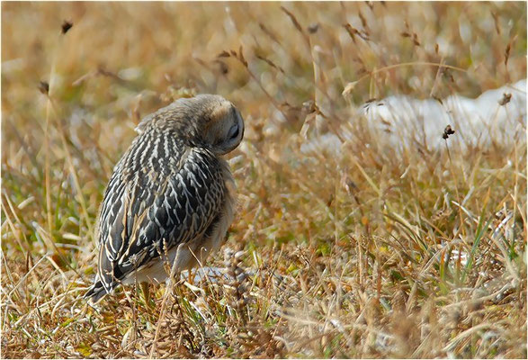 MORNELLREGENPFEIFER, DOTTEREL, CHARADRIUS MORINELLUS