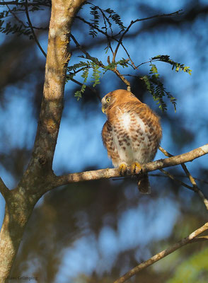 KUBA-SPERLINGSKAUZ, CUBAN PYGMY-OWL, GLAUCIDIUM SIJU