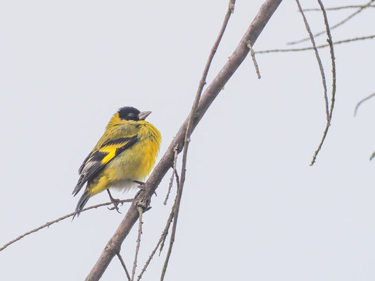 Magellanzeisig, Hooded Siskin - Sporagra magellanica