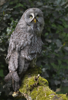 BARTKAUZ, GREAT GREY OWL, STRIX NEBULOSA