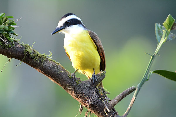 SCHWEFELTYRANN, GREAT KISKADEE, PITANGUS SULPHURATUS
