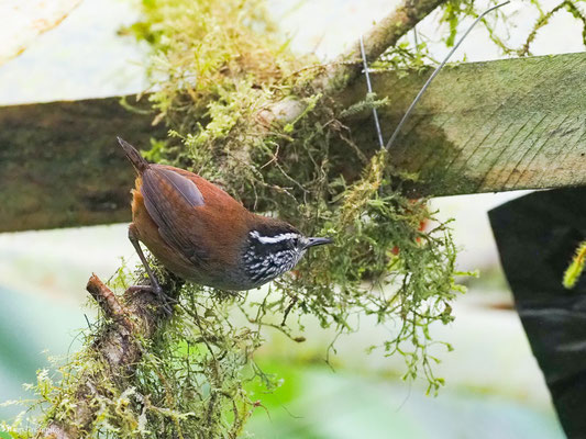 EINSIEDLERZAUNKÖNIG, GRAY-BREASTED WOOD-WREN - HENICORHINA LEUCOPHRYS