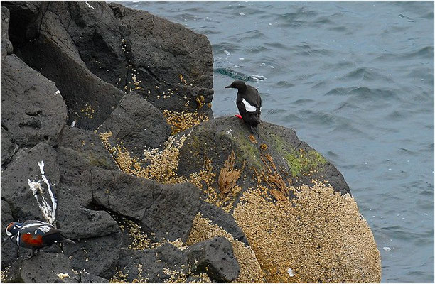 GRYLLTEISTE, BLACK GUILLEMOT, CEPHUS GRYLLE