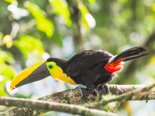 Küstentukan, Choco Toucan - Ramphastos brevis