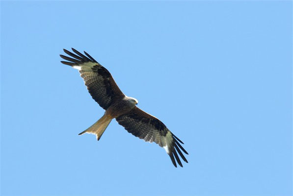 ROTMILAN, RED KITE, MILVUS MILVUS