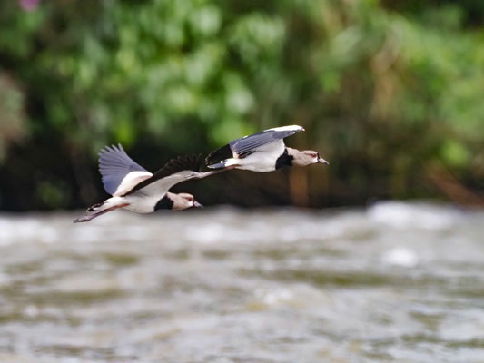 Bronzekiebitz, Southern Lapwing, Vanellus resplendens