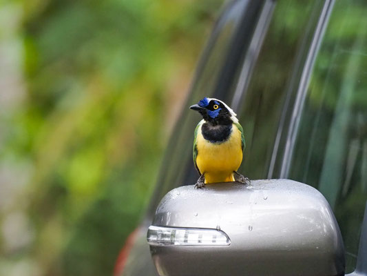 GRÜNHÄHER, GREEN JAY - CYANOCORAX YNCAS