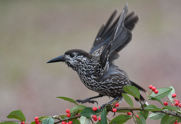 TANNENHÄHER, NUTCRACKER, NUCIFRAGA CARYOCATACTES