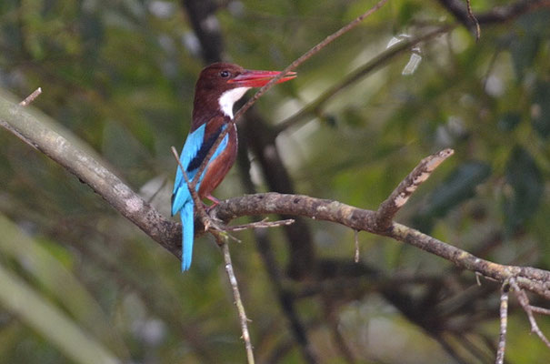 BRAUNLIEST, WHITE-THROATED KINGFISHER, HALYCON SMYRNENSIS
