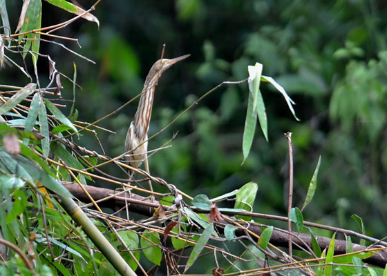 CHINADOMMEL, YELLOW BITTERN, IXOBRYCHUS SINENSIS