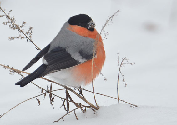 DOMPFAFF, BULLFINCH. PYRRHULA PYRRHULA