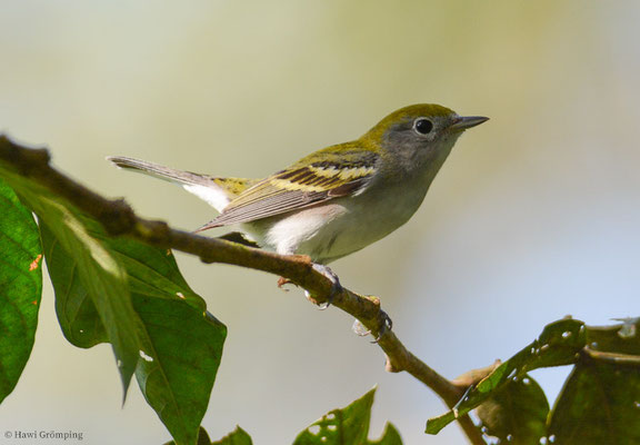 GELBSCHEITELWALDSÄNGER, CHESTNUT-SIDED WARBLER, DENDROICA PENSYLVANICA