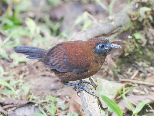Zeledons Ameisenvogel, Zeledon´s Antbird - Myrmeciza zeledoni
