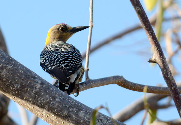 HOFFMANNSPECHT, HOFFMANN´S WOODPECKER, MELANERPES HOFFMANNII