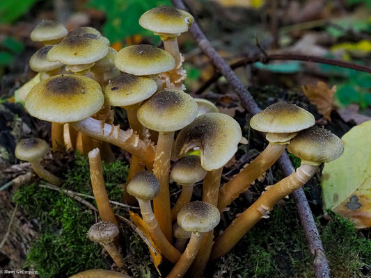 Honiggelber Hallimasch - Armillaria mellea