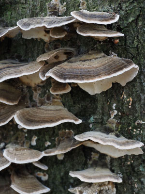 Schmetterlings-Tramete - Trametes versicolor