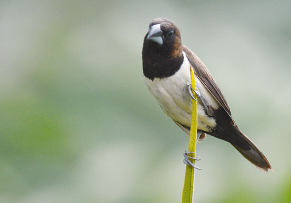 JAVA-BRONZEMÄNNCHEN, JAVAN MUNIA, LONCHURA LEUCOGASTROIDES