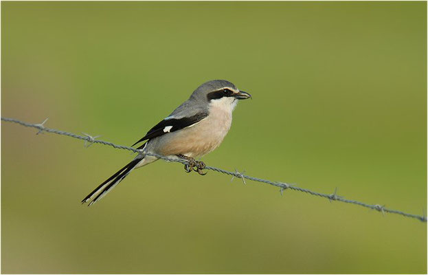 MITTELMEERRAUBWÜRGER, IBERIAN GREY SHRIKE, LANIUS MERIDIONALIS