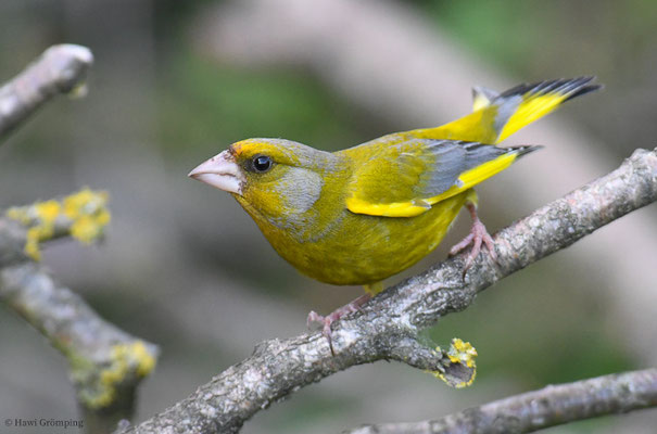 GRÜNFINK, GREENFINCH, CHLORIS CHLORIS