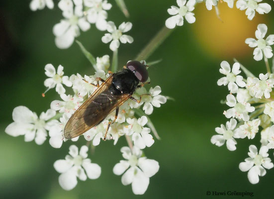 KLEINE ERZSCHWEBFLIEGE, CHEIILOSIA PAGANA