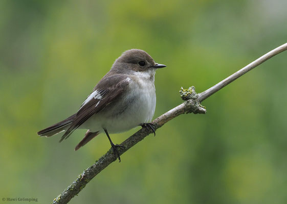 TRAUERSCHNÄPPER, PIED FLYCATCHER, FICEDULA HYPOLEUCA