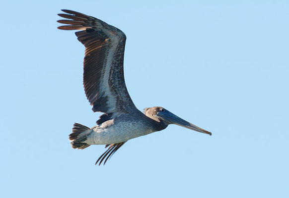 BRAUNER PELIKAN, BROWN PELICAN, PELECANUS OCCIDENTALIS