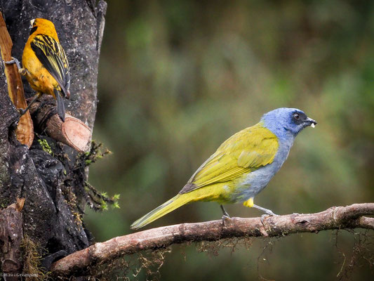 Blaukappen-Tangare, Blue-capped Tanager - Thraupis cyanocephala