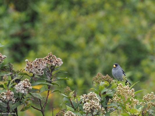SPIEGELSAMENFRESSER, BAND-TAILED SEEDEATER - CATAMENIA ANALIS