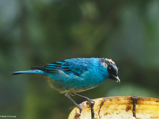 GOLDNACKENTANGARE, GOLDEN-NAPED TANAGER - TANGARA RUFICERVIX
